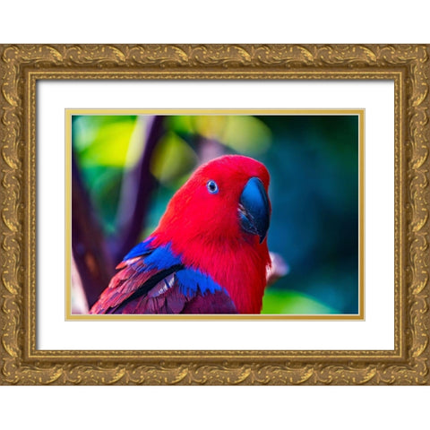 Red blue Female Eclectus Parrot close-up Native to Solomon Islands-New Guinea Gold Ornate Wood Framed Art Print with Double Matting by Perry, William