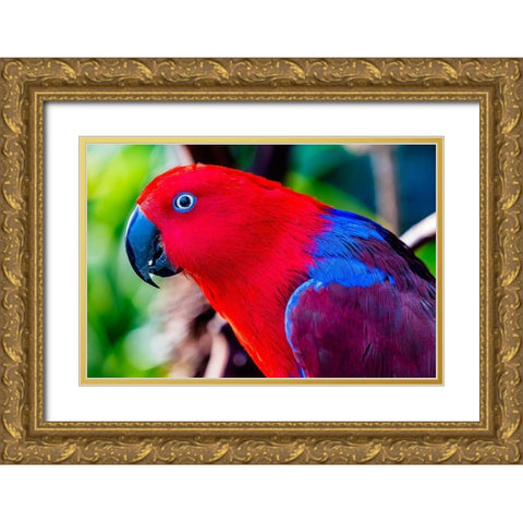 Red blue Female Eclectus Parrot close-up Native to Solomon Islands-New Guinea Gold Ornate Wood Framed Art Print with Double Matting by Perry, William