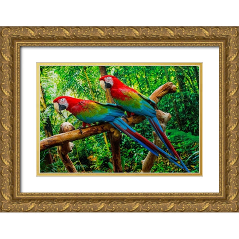 green Wing Macaws-Originally from South America, Gold Ornate Wood Framed Art Print with Double Matting by Perry, William
