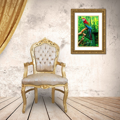 green Wing Macaw Originally from South America, Gold Ornate Wood Framed Art Print with Double Matting by Perry, William