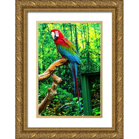 green Wing Macaw Originally from South America, Gold Ornate Wood Framed Art Print with Double Matting by Perry, William