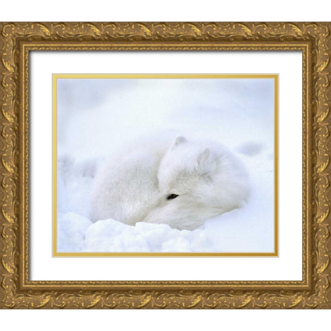 Canada, Churchill Artic fox rests in a snowdrift Gold Ornate Wood Framed Art Print with Double Matting by Kelley, David