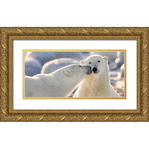Canada, Manitoba, Churchill Polar bear kiss Gold Ornate Wood Framed Art Print with Double Matting by Kaveney, Wendy