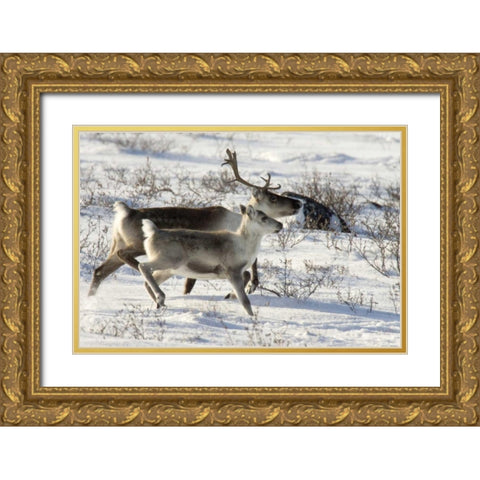 Canada, Manitoba, Caribou starting to run Gold Ornate Wood Framed Art Print with Double Matting by Kaveney, Wendy