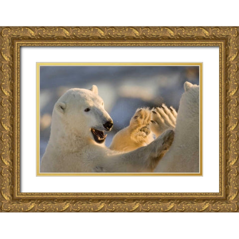 Canada, Churchill Sparring polar bears Gold Ornate Wood Framed Art Print with Double Matting by Kaveney, Wendy