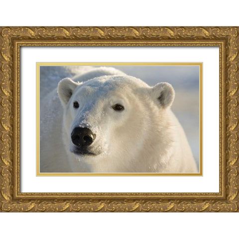 Canada, Churchill Portrait of polar bear Gold Ornate Wood Framed Art Print with Double Matting by Kaveney, Wendy