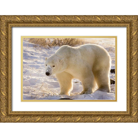 Canada, Churchill Polar bear walking in snow Gold Ornate Wood Framed Art Print with Double Matting by Kaveney, Wendy