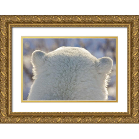 Canada, Churchill Back of polar bears head Gold Ornate Wood Framed Art Print with Double Matting by Kaveney, Wendy