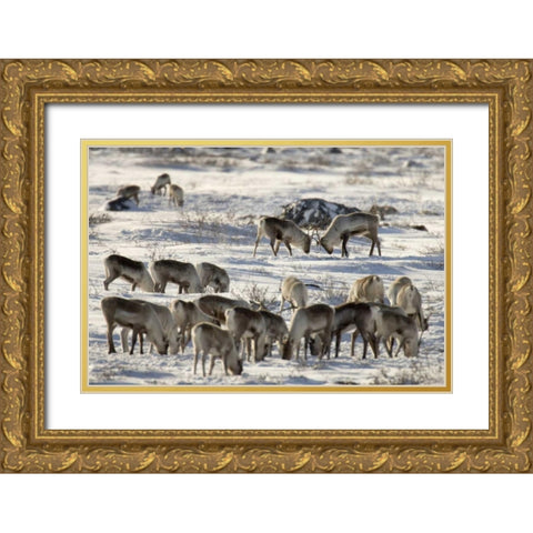 Canada, Manitoba, Two male caribou butting heads Gold Ornate Wood Framed Art Print with Double Matting by Kaveney, Wendy