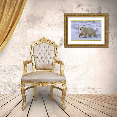 Canada, Wapusk NP Polar bear walking on tundra Gold Ornate Wood Framed Art Print with Double Matting by Grall, Don