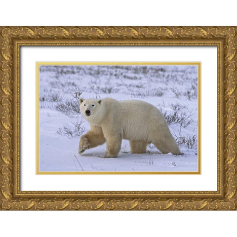 Canada, Wapusk NP Polar bear walking on tundra Gold Ornate Wood Framed Art Print with Double Matting by Grall, Don