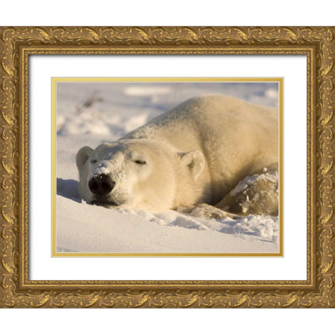 Canada, Manitoba, Churchill Sleeping polar bear Gold Ornate Wood Framed Art Print with Double Matting by Kaveney, Wendy