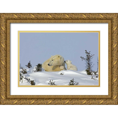 Canada, Manitoba, Wapusk Polar bear cub playing Gold Ornate Wood Framed Art Print with Double Matting by Illg, Cathy and Gordon
