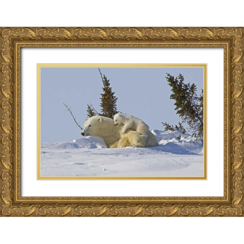Canada, Wapusk NP Polar bear cub on mother Gold Ornate Wood Framed Art Print with Double Matting by Illg, Cathy and Gordon