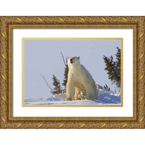 Canada, Wapusk NP Polar bear cub and mother Gold Ornate Wood Framed Art Print with Double Matting by Illg, Cathy and Gordon