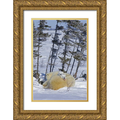 Canada, Wapusk NP Polar bear cubs and mother Gold Ornate Wood Framed Art Print with Double Matting by Illg, Cathy and Gordon