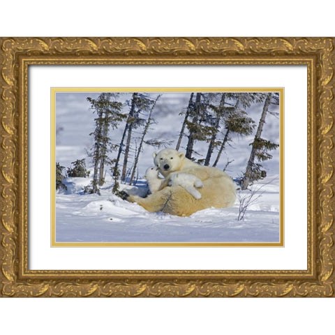 Canada, Wapusk NP Polar bear cubs playing Gold Ornate Wood Framed Art Print with Double Matting by Illg, Cathy and Gordon