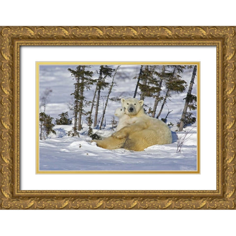 Canada, Manitoba, Wapusk Polar bear cub playing Gold Ornate Wood Framed Art Print with Double Matting by Illg, Cathy and Gordon