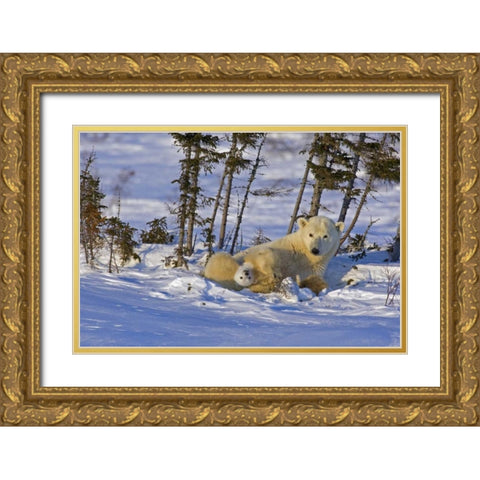 Canada, Wapusk NP Polar bear cub with its mother Gold Ornate Wood Framed Art Print with Double Matting by Illg, Cathy and Gordon