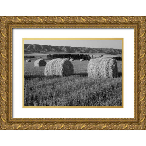 Canada, Manitoba, rolled hay bales in field Gold Ornate Wood Framed Art Print with Double Matting by Grandmaison, Mike