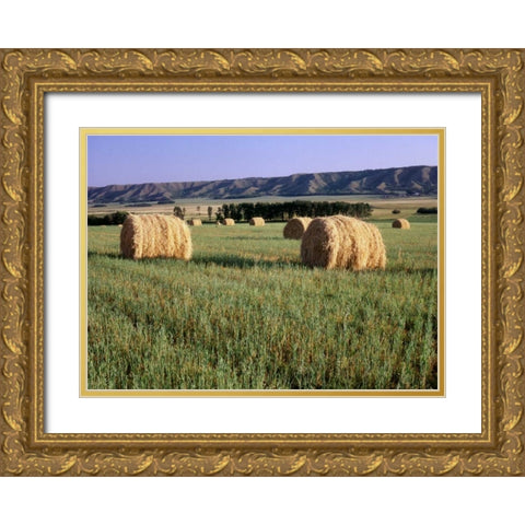 Canada, Manitoba, rolled hay bales in field Gold Ornate Wood Framed Art Print with Double Matting by Grandmaison, Mike