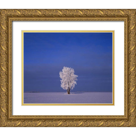 Canada, Dugald, hoarfrost on cottonwood trees Gold Ornate Wood Framed Art Print with Double Matting by Grandmaison, Mike