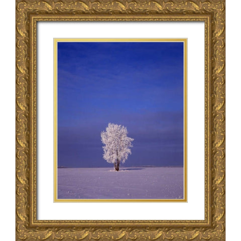 Canada, Dugald, hoarfrost on cottonwood tree Gold Ornate Wood Framed Art Print with Double Matting by Grandmaison, Mike