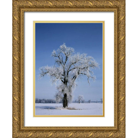 Canada, St Adolphe, hoarfrost on cottonwood tree Gold Ornate Wood Framed Art Print with Double Matting by Grandmaison, Mike