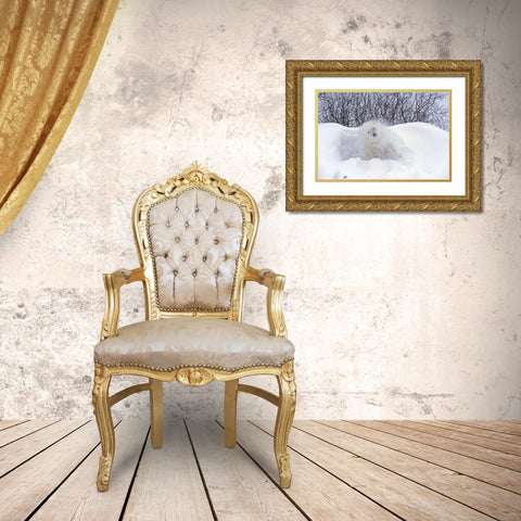 Canada, Churchill Polar bear shaking snow off Gold Ornate Wood Framed Art Print with Double Matting by Grandmaison, Mike