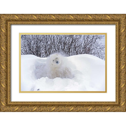 Canada, Churchill Polar bear shaking snow off Gold Ornate Wood Framed Art Print with Double Matting by Grandmaison, Mike