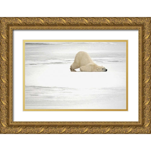 Canada, Churchill Polar bear scratching itself Gold Ornate Wood Framed Art Print with Double Matting by Grandmaison, Mike