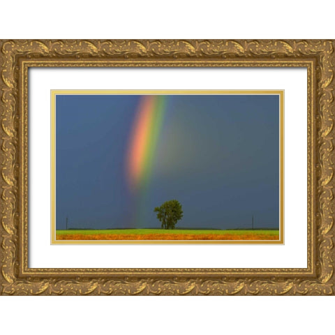 Canada, Dugald Rainbow and cottonwood tree Gold Ornate Wood Framed Art Print with Double Matting by Grandmaison, Mike
