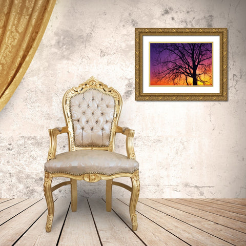 Canada, Manitoba Cottonwood tree at sunset Gold Ornate Wood Framed Art Print with Double Matting by Grandmaison, Mike