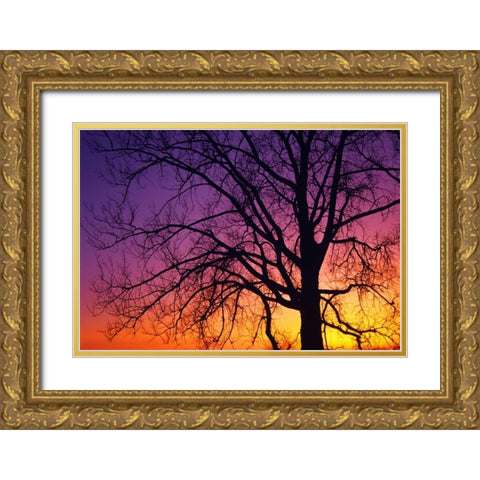 Canada, Manitoba Cottonwood tree at sunset Gold Ornate Wood Framed Art Print with Double Matting by Grandmaison, Mike