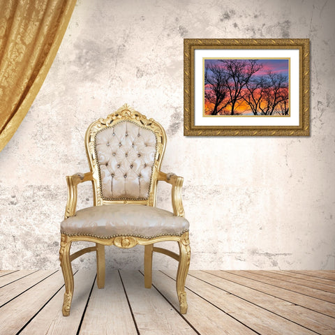 Canada, Manitoba Trees at sunrise Gold Ornate Wood Framed Art Print with Double Matting by Grandmaison, Mike
