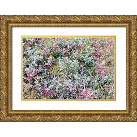 Canada, Whiteshell PP Autumn frost on plants Gold Ornate Wood Framed Art Print with Double Matting by Grandmaison, Mike