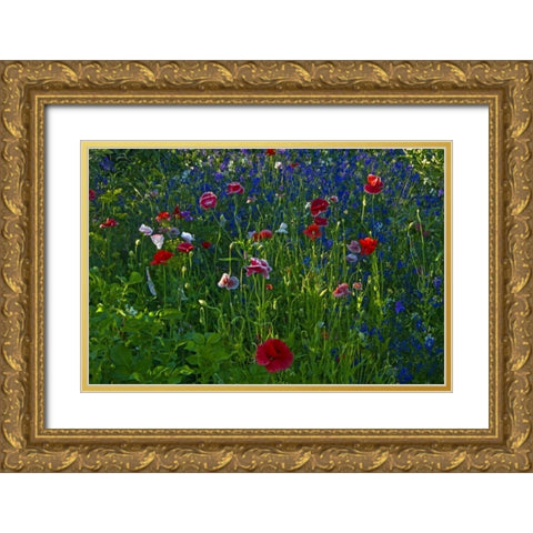 Canada, Manitoba, Brandon Garden flowers Gold Ornate Wood Framed Art Print with Double Matting by Grandmaison, Mike