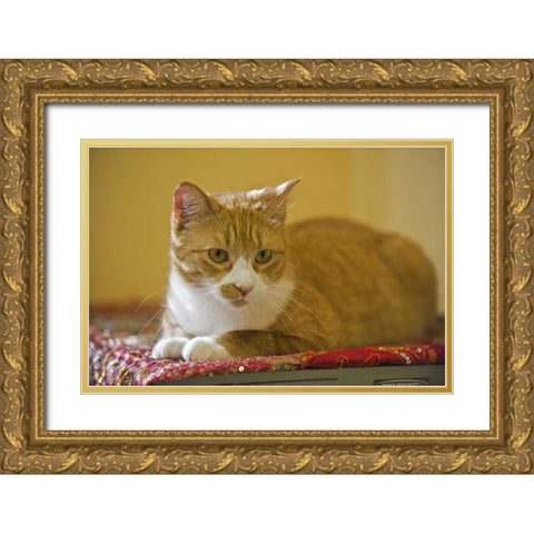Canada, Manitoba, Winnipeg House cat Gold Ornate Wood Framed Art Print with Double Matting by Grandmaison, Mike