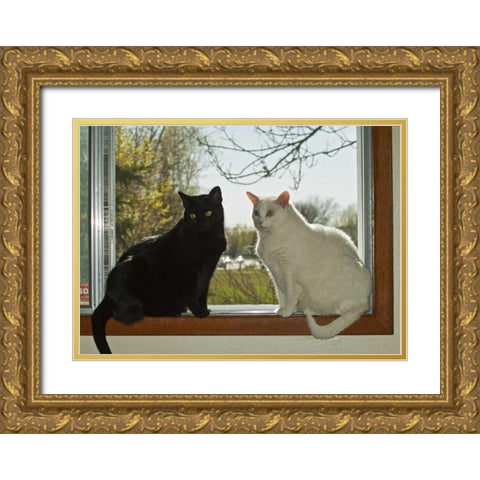 Canada, Winnipeg Black and white house cats Gold Ornate Wood Framed Art Print with Double Matting by Grandmaison, Mike