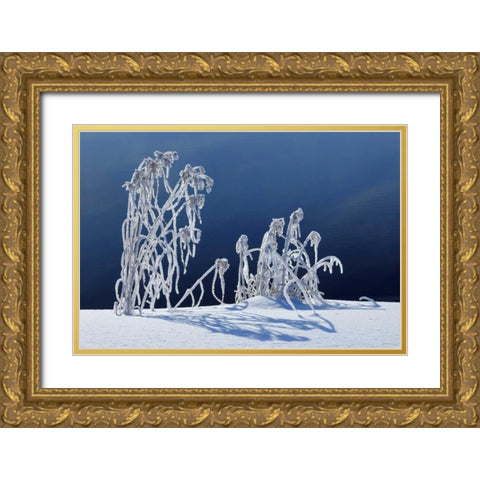 Canada, Whiteshell PP Hoarfrost-covered grass Gold Ornate Wood Framed Art Print with Double Matting by Grandmaison, Mike
