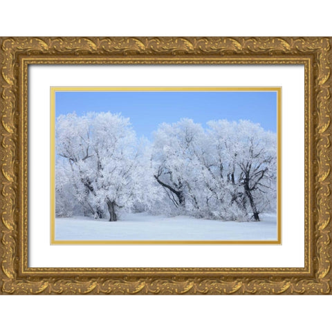 Canada, Hazelridge Hoarfrost-covered trees Gold Ornate Wood Framed Art Print with Double Matting by Grandmaison, Mike