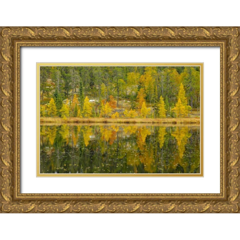 Canada, Whiteshell PP Larch trees by lily pond Gold Ornate Wood Framed Art Print with Double Matting by Grandmaison, Mike