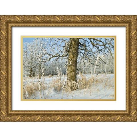 Canada, Winnipeg Hoarfrost at Seine River edge Gold Ornate Wood Framed Art Print with Double Matting by Grandmaison, Mike