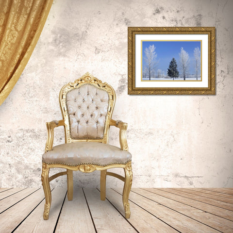 Canada, Birds Hill PP Trees covered in hoarfrost Gold Ornate Wood Framed Art Print with Double Matting by Grandmaison, Mike
