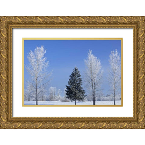 Canada, Birds Hill PP Trees covered in hoarfrost Gold Ornate Wood Framed Art Print with Double Matting by Grandmaison, Mike