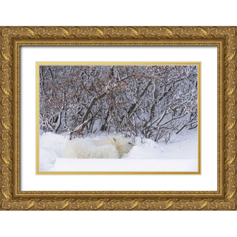 Canada, Churchill Polar bear sleeping in snow Gold Ornate Wood Framed Art Print with Double Matting by Grandmaison, Mike