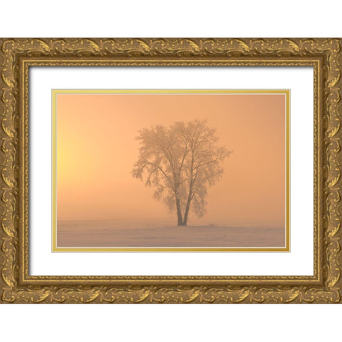 Canada-Manitoba-Dugald Hoarfrost covered cottonwood tree in fog at sunrise Gold Ornate Wood Framed Art Print with Double Matting by Jaynes Gallery