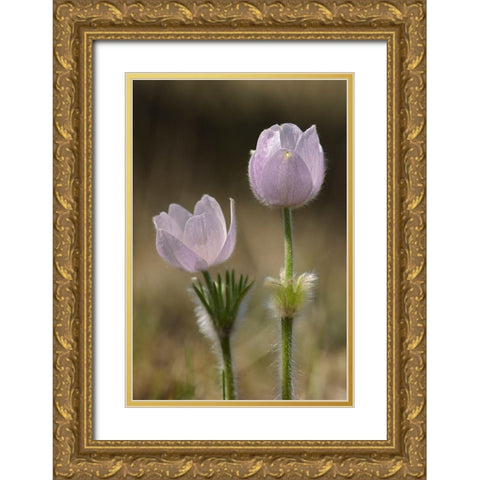 Canada-Manitoba-Prairie crocus in spring Gold Ornate Wood Framed Art Print with Double Matting by Jaynes Gallery