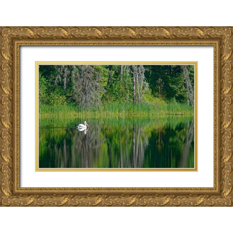 Canada-Manitoba-The Pas American white pelican on lake Gold Ornate Wood Framed Art Print with Double Matting by Jaynes Gallery