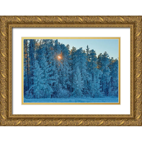Canada-Manitoba-Belair Provincial Forest Backlit jack pine trees covered in hoarfrost Gold Ornate Wood Framed Art Print with Double Matting by Jaynes Gallery
